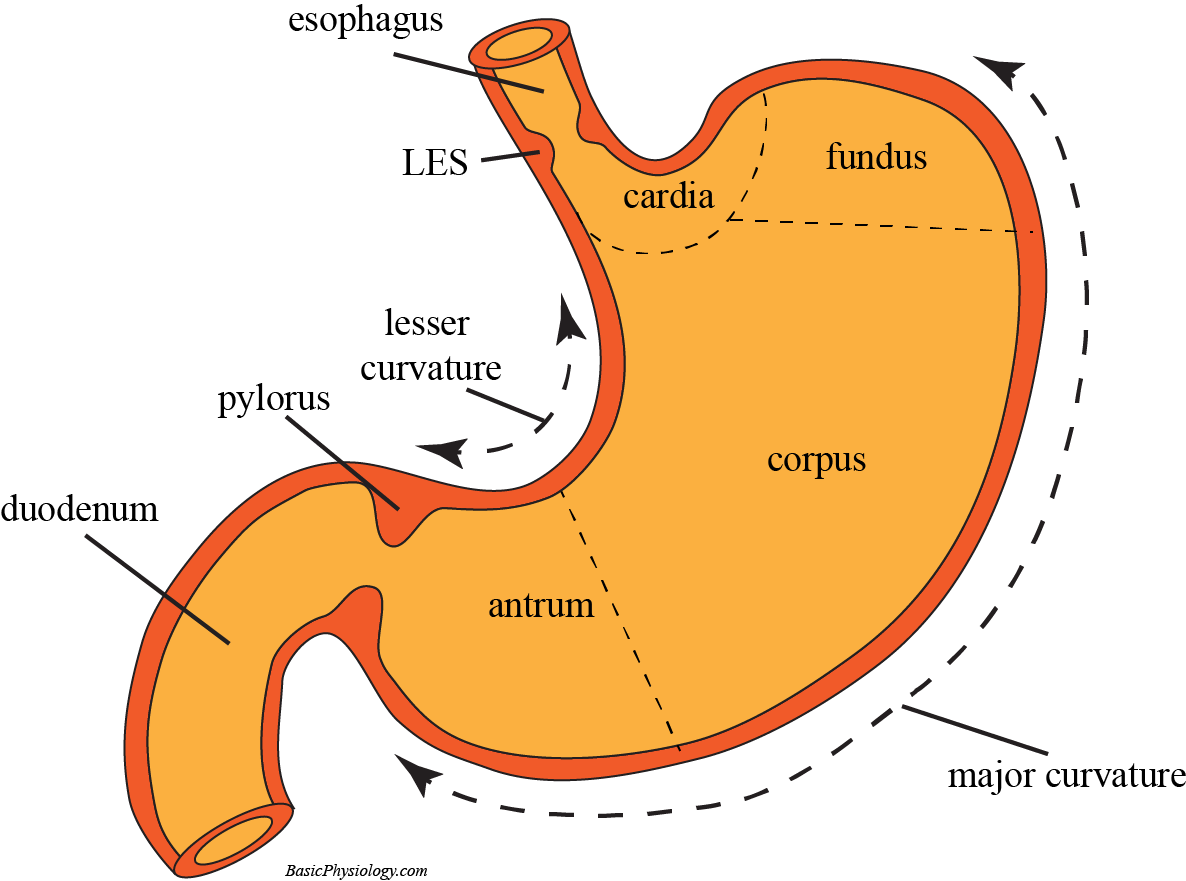 Diagram of the Stomach